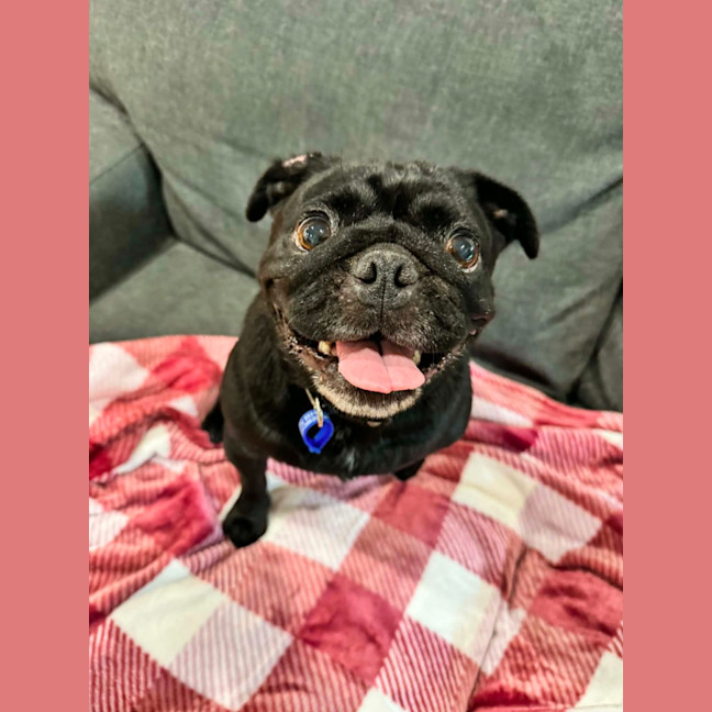 Photo of Peggy   5 Year Old French Bulldog X Pug