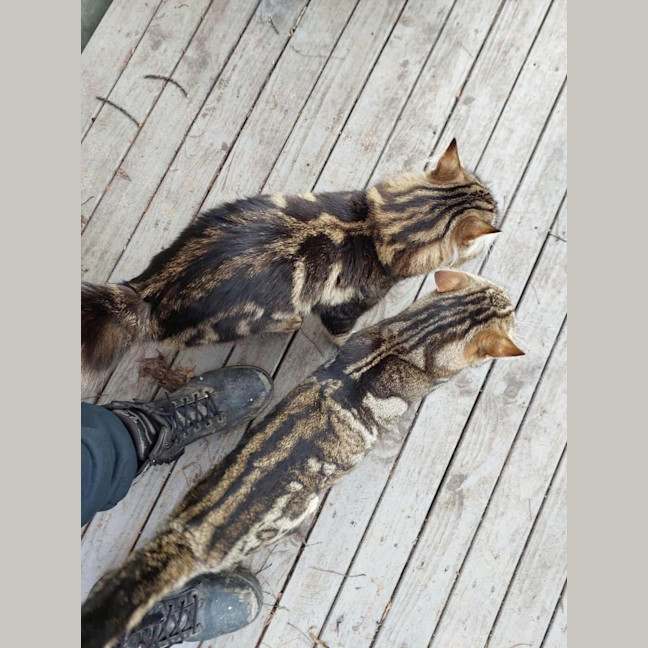 Photo of Mr Tabby Pants