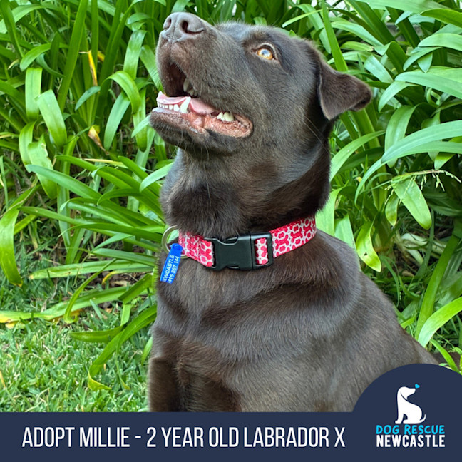 Photo of Millie   2 Year Old Labrador X