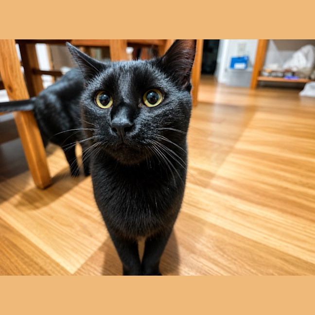 Photo of Luca / Raven / Raven / Luca
