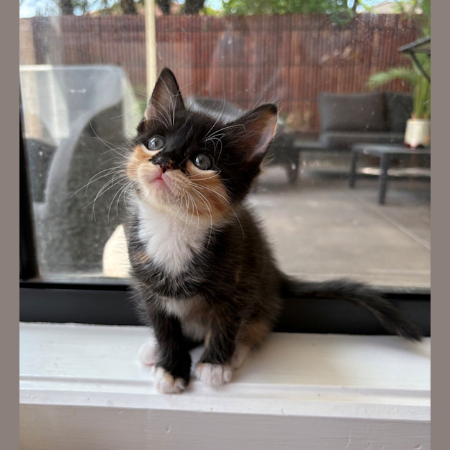 Photo of Trixie And Catya