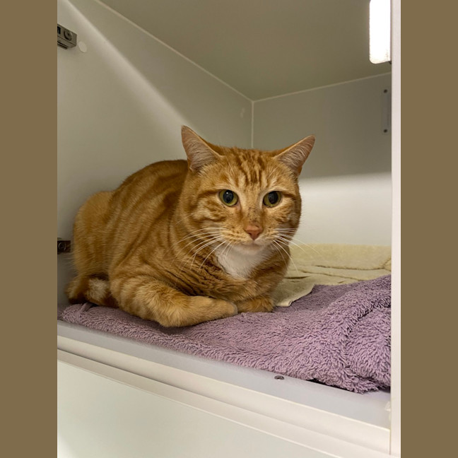 Photo of Toffee 