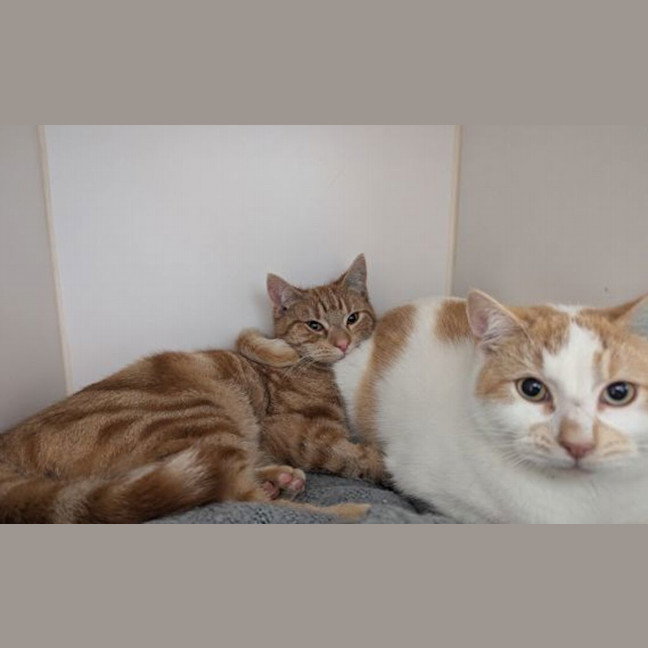 Photo of Saturn