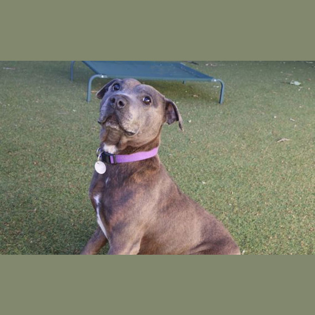 Photo of Shiloh