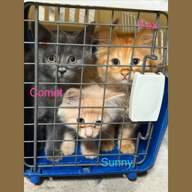 Photo of Comet, Mouse, Salem, Fox, Astro And Sunny
