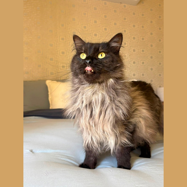 Photo of Banjo