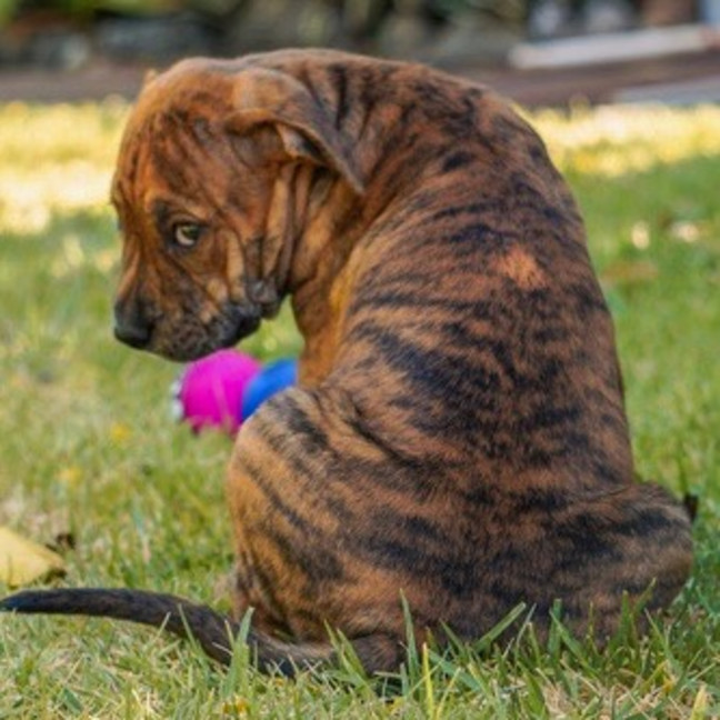 Photo of Tonka