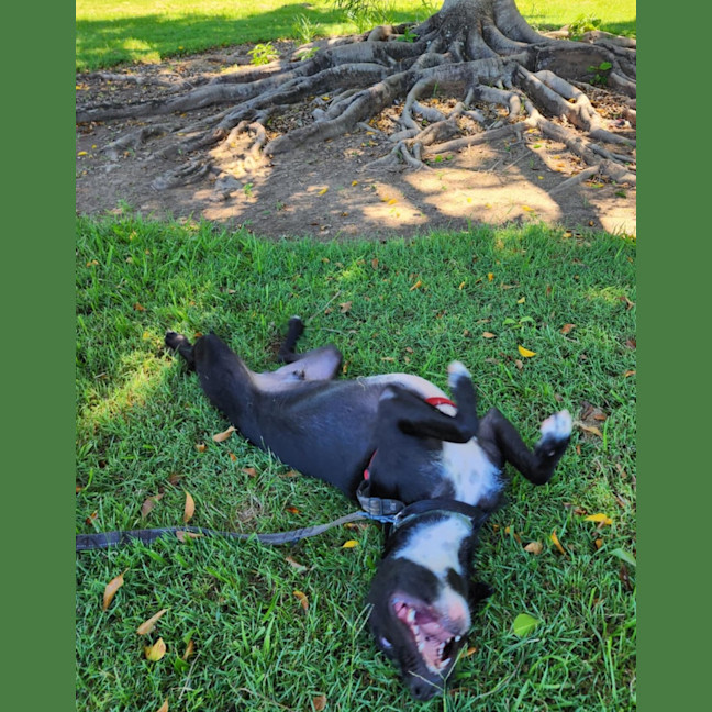 Photo of Blaze