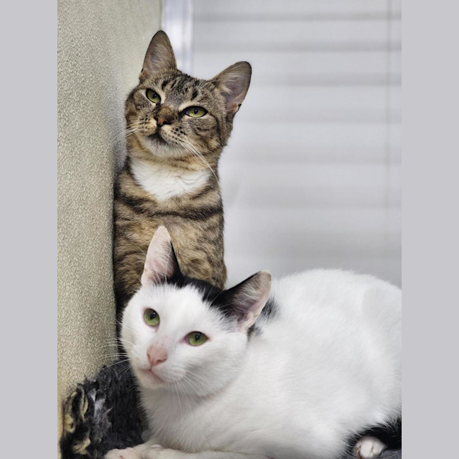 Photo of 🎈 Alba 6618 🎈