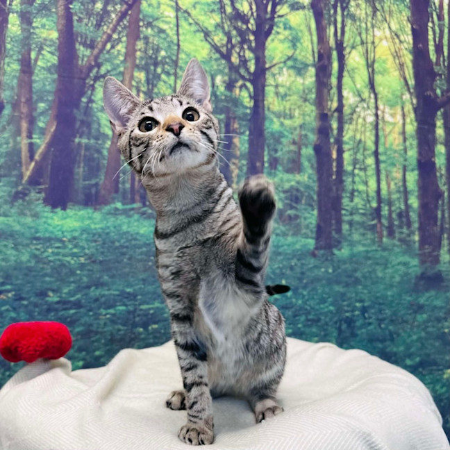 Photo of Dodge   Located In Templestowe