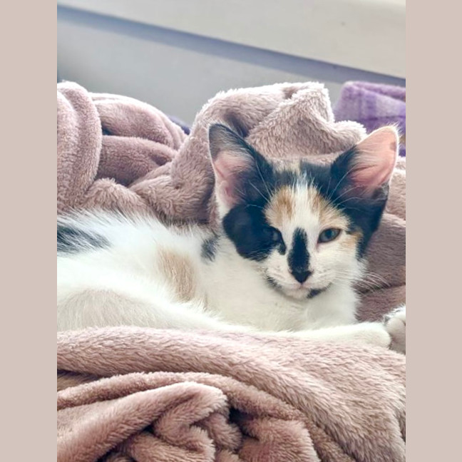 Photo of Phantom