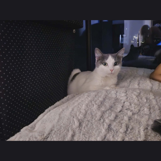 Photo of Mama Yuki **2nd Chance Cat Rescue**