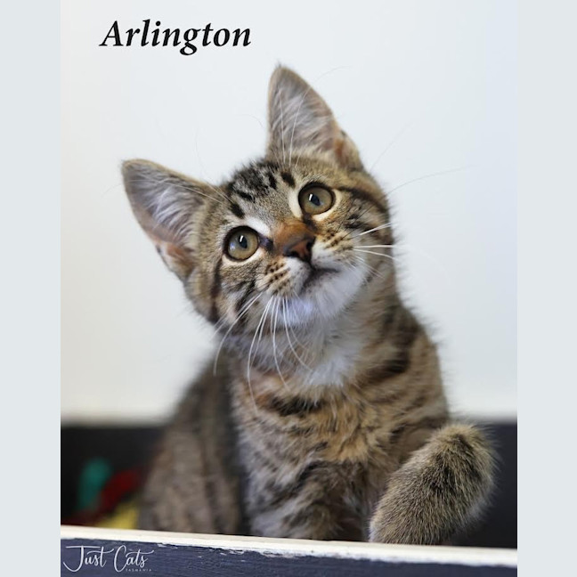 Photo of Arlington   Petstock Invermay