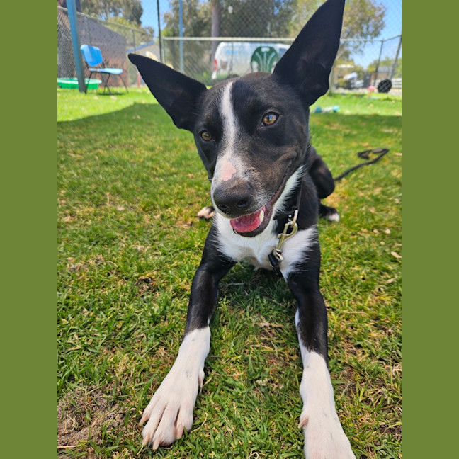 Photo of Nando (Spyro)