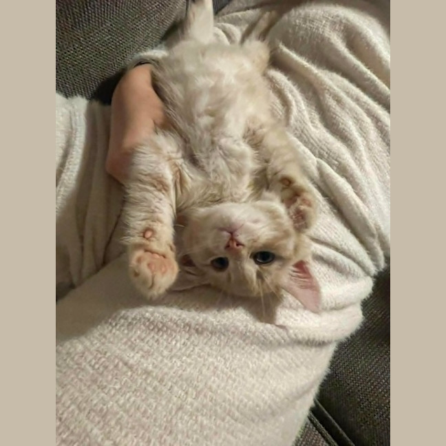 Photo of Star