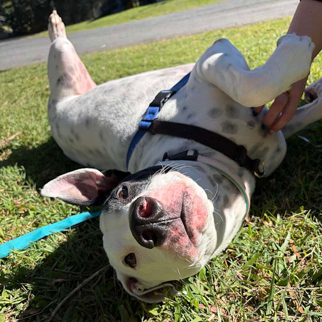Photo of Louie