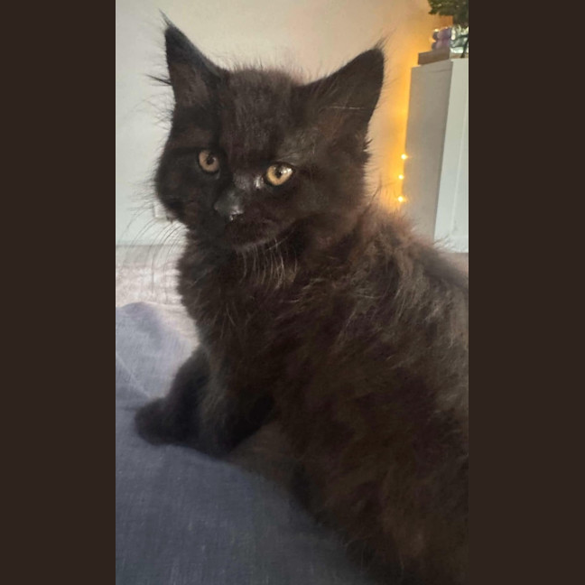 Photo of Mookiee And Myagi