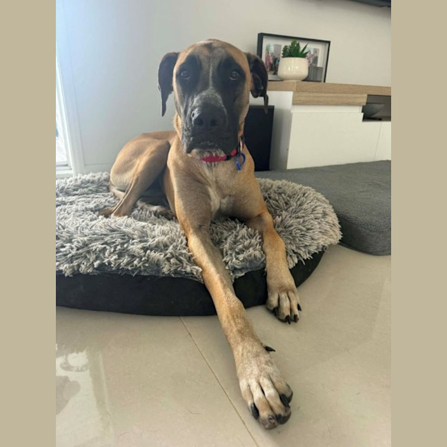 Photo of Whippy   1 Year Old Ridgeback X Great Dane