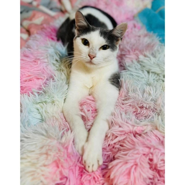 Photo of 13110   Sadie