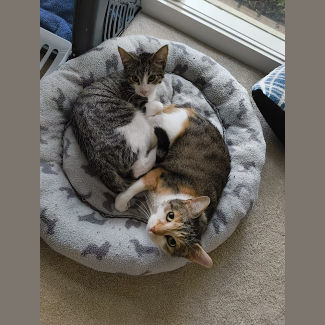 Photo of Purrtunia