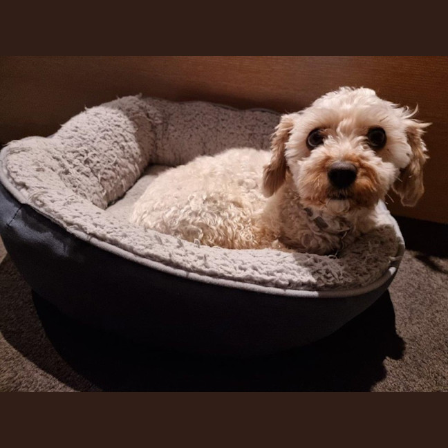 Photo of Anson Lozano