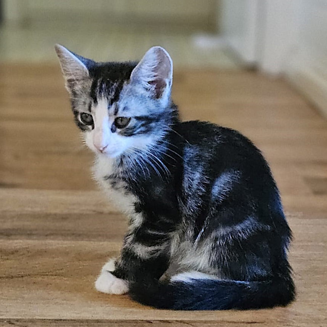 Photo of Archer