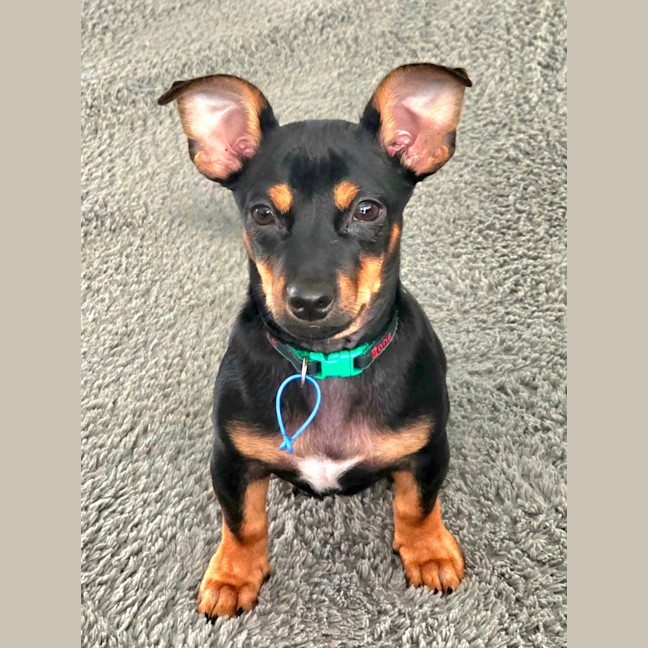 Photo of Gus   14 Week Old Chihuahua X Dachshund