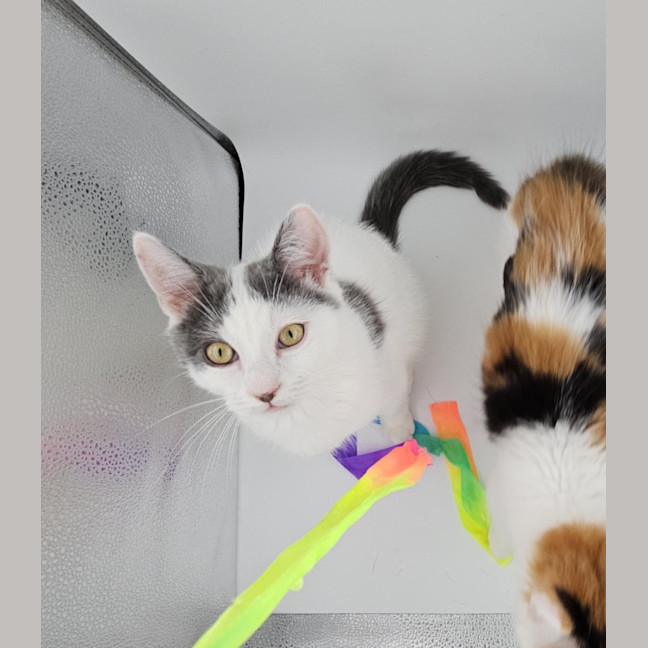 Photo of Mango & Sully