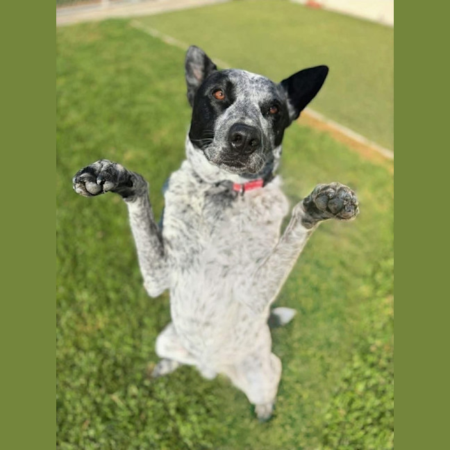 Photo of Boof