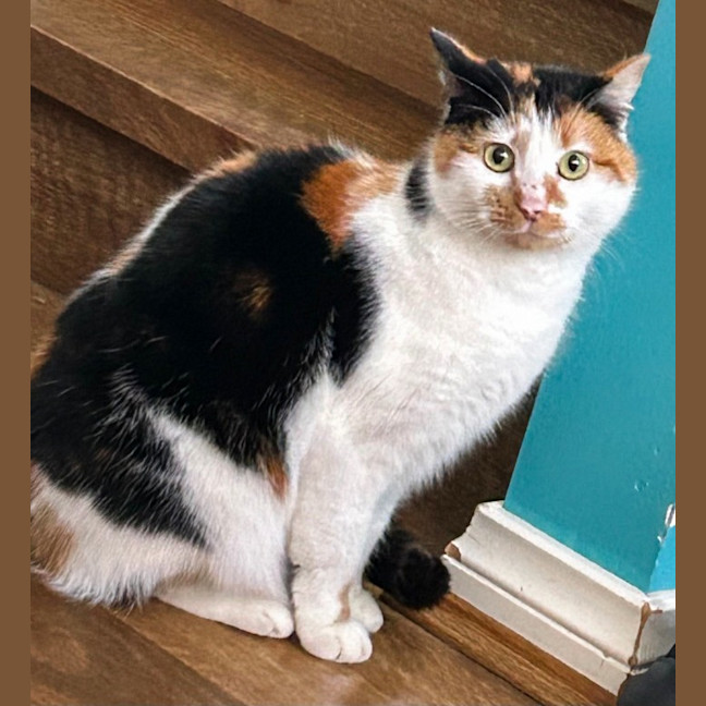 Photo of Mara