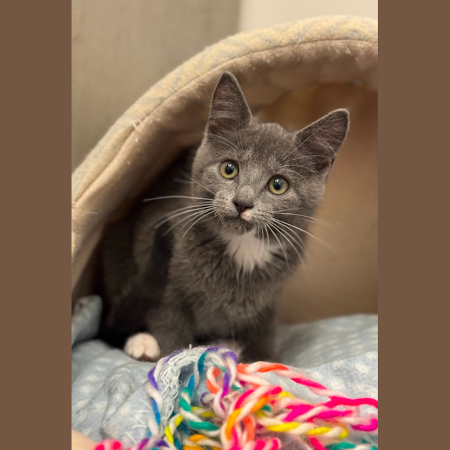 Photo of Mittens