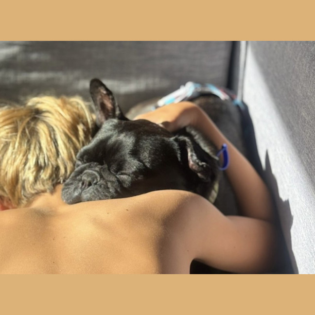 Photo of Vader   5 Year Old French Bulldog