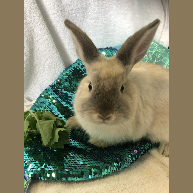 Photo of Juliette (Bonded To Celine)