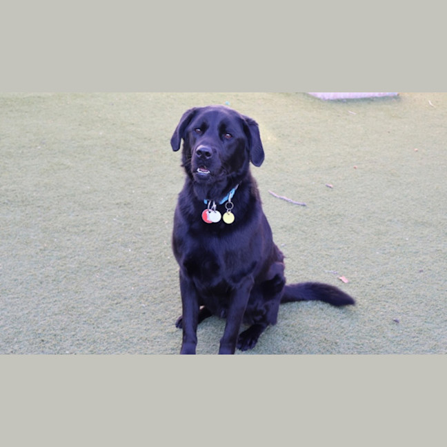 Photo of Archie