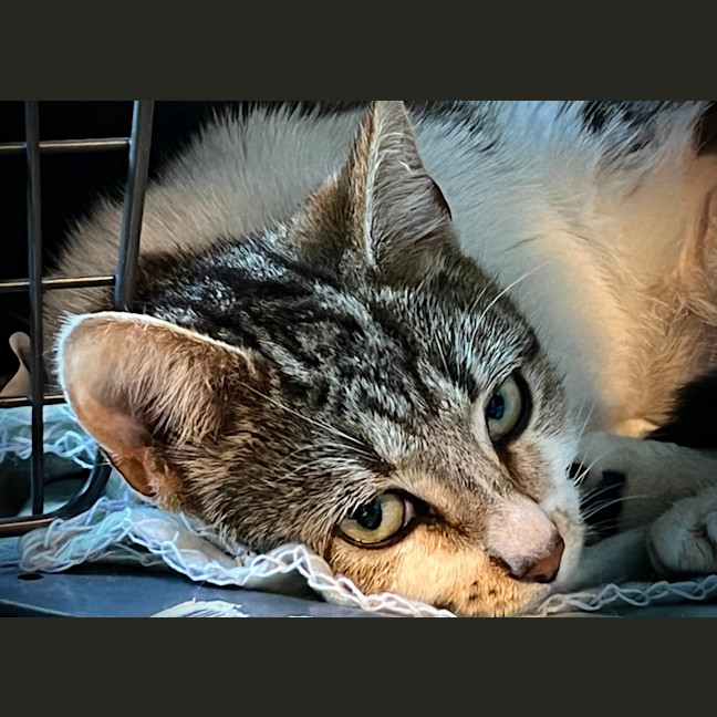 Photo of Josie