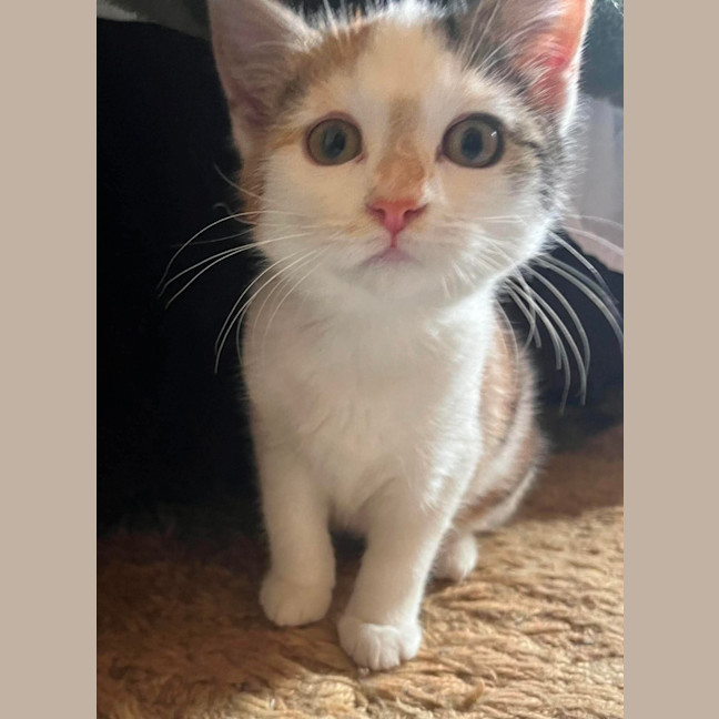 Photo of Callie
