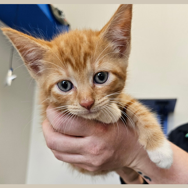 Photo of Simone Biles