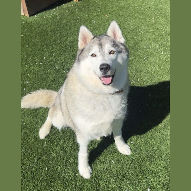 Photo of Lollipop Nee Luna