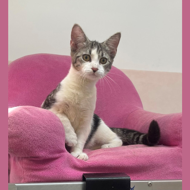 Photo of Amity (9967)