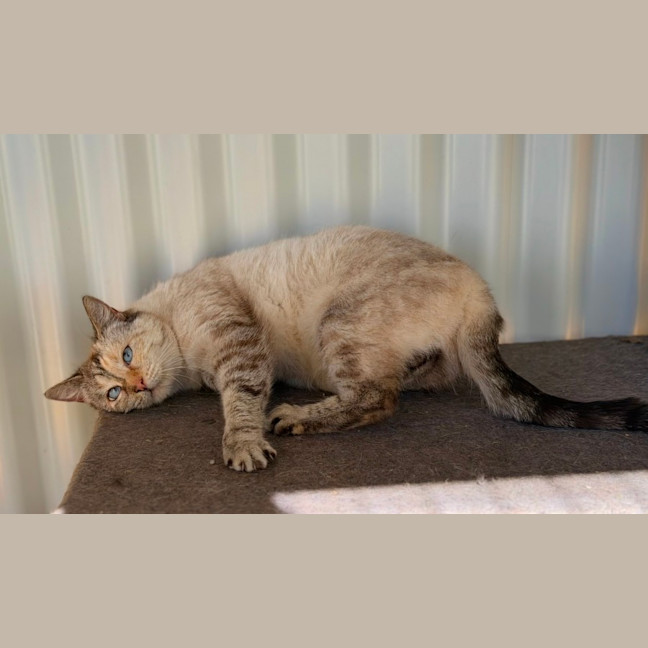 Photo of Nova