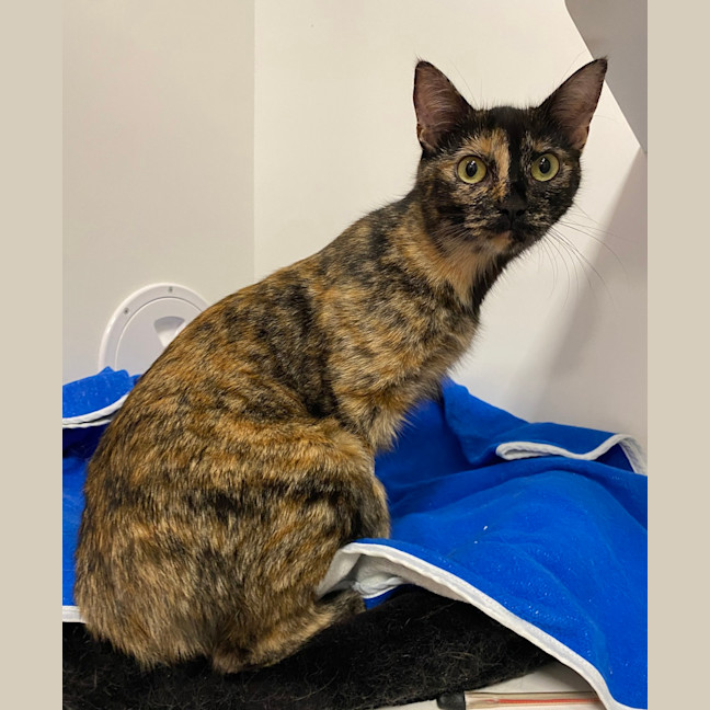 Photo of Indie