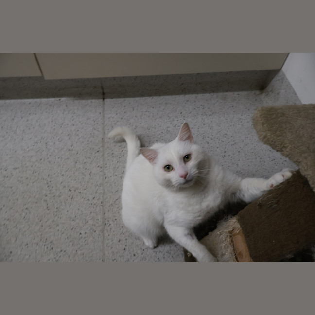 Photo of Sprite