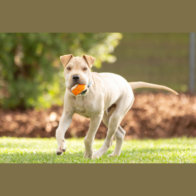 Photo of Lucky