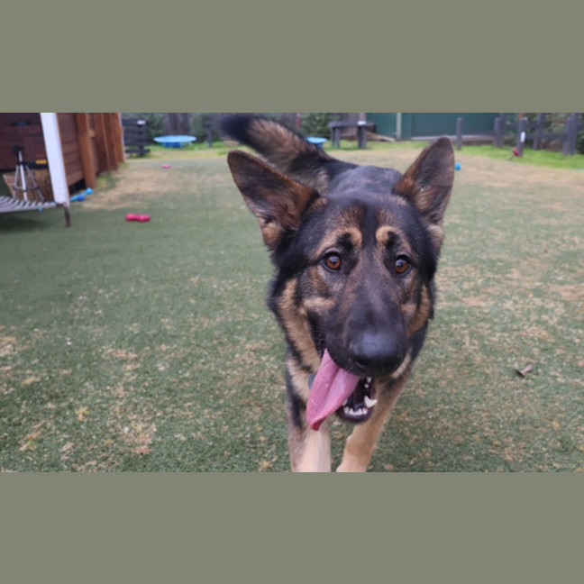 Photo of Koda