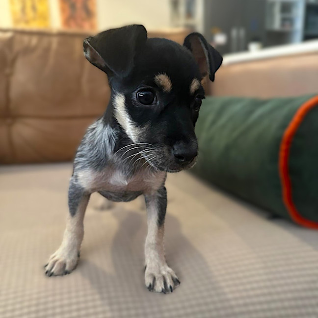 Photo of Nobi