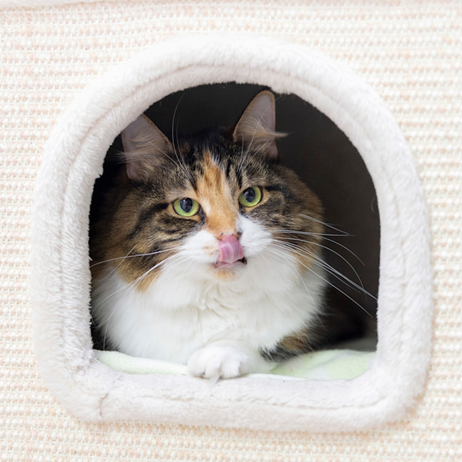 Photo of Miss Muffin (Missy)