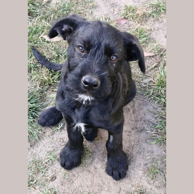 Photo of Boomer 