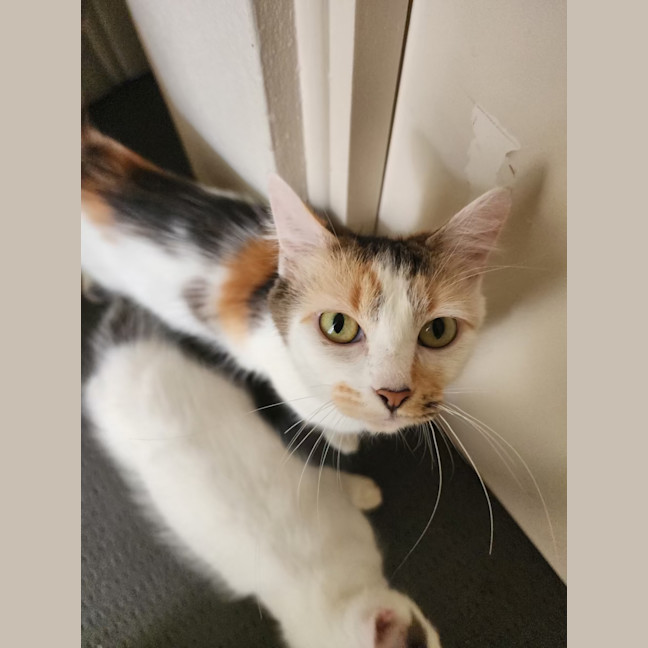 Photo of Coco