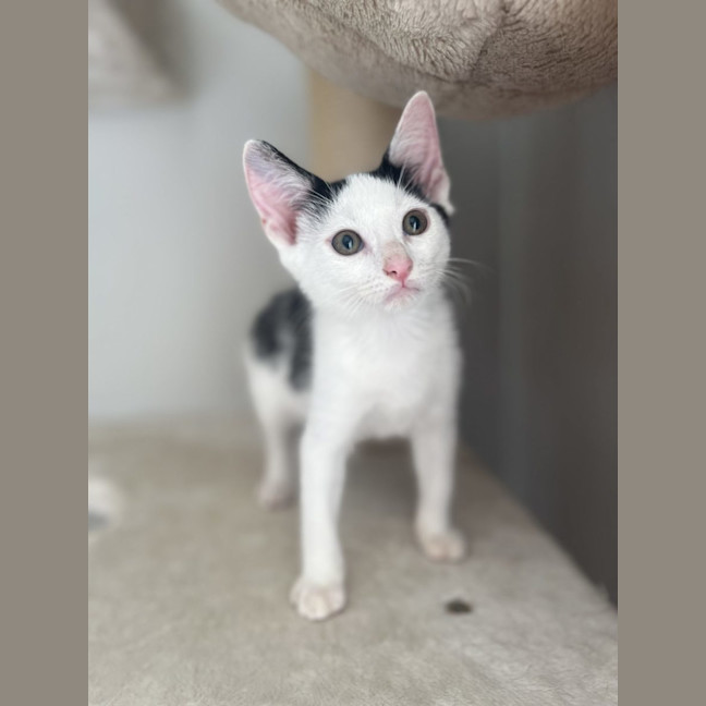 Photo of Cappuccino   Now At Pet Quarters Glendale