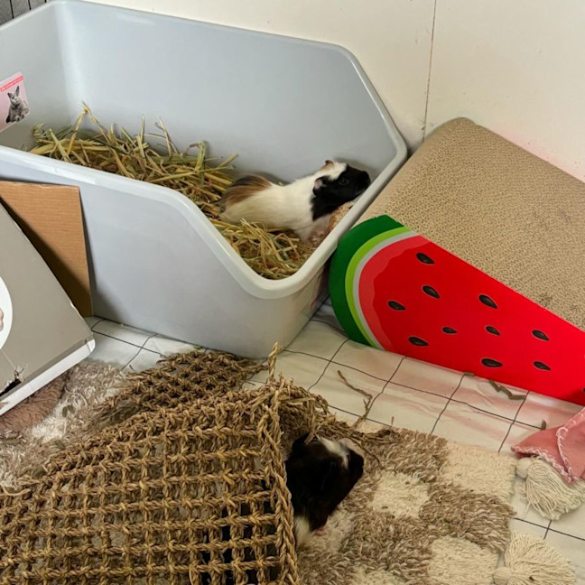 Photo of Riker, Richie & Rocky